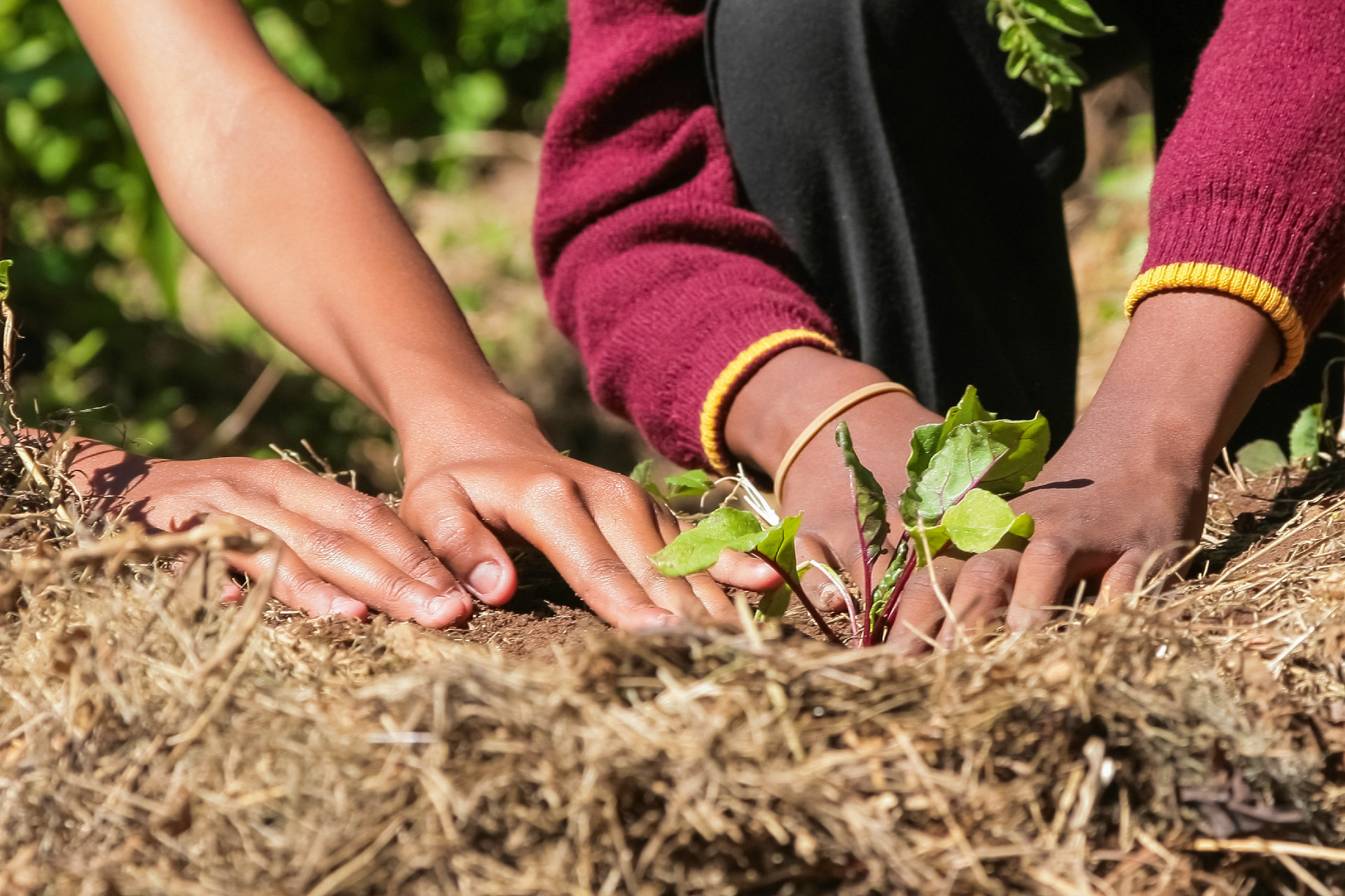 Close up of children's hands planting vegetables in soil