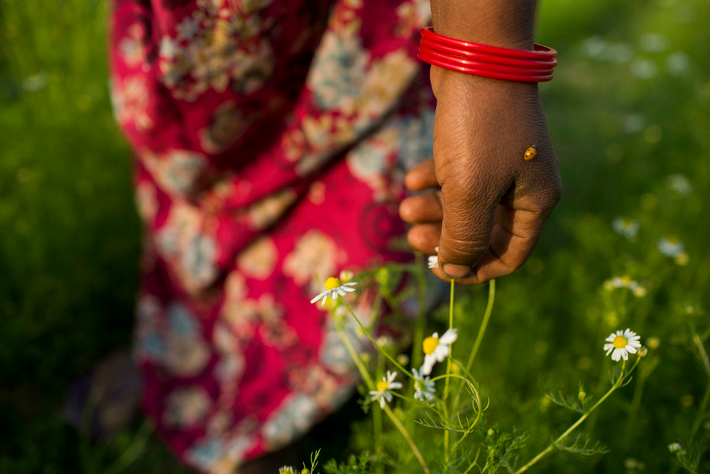 Hand with ladybug on it grasping small white flower. Red dress and green field blurry in background.