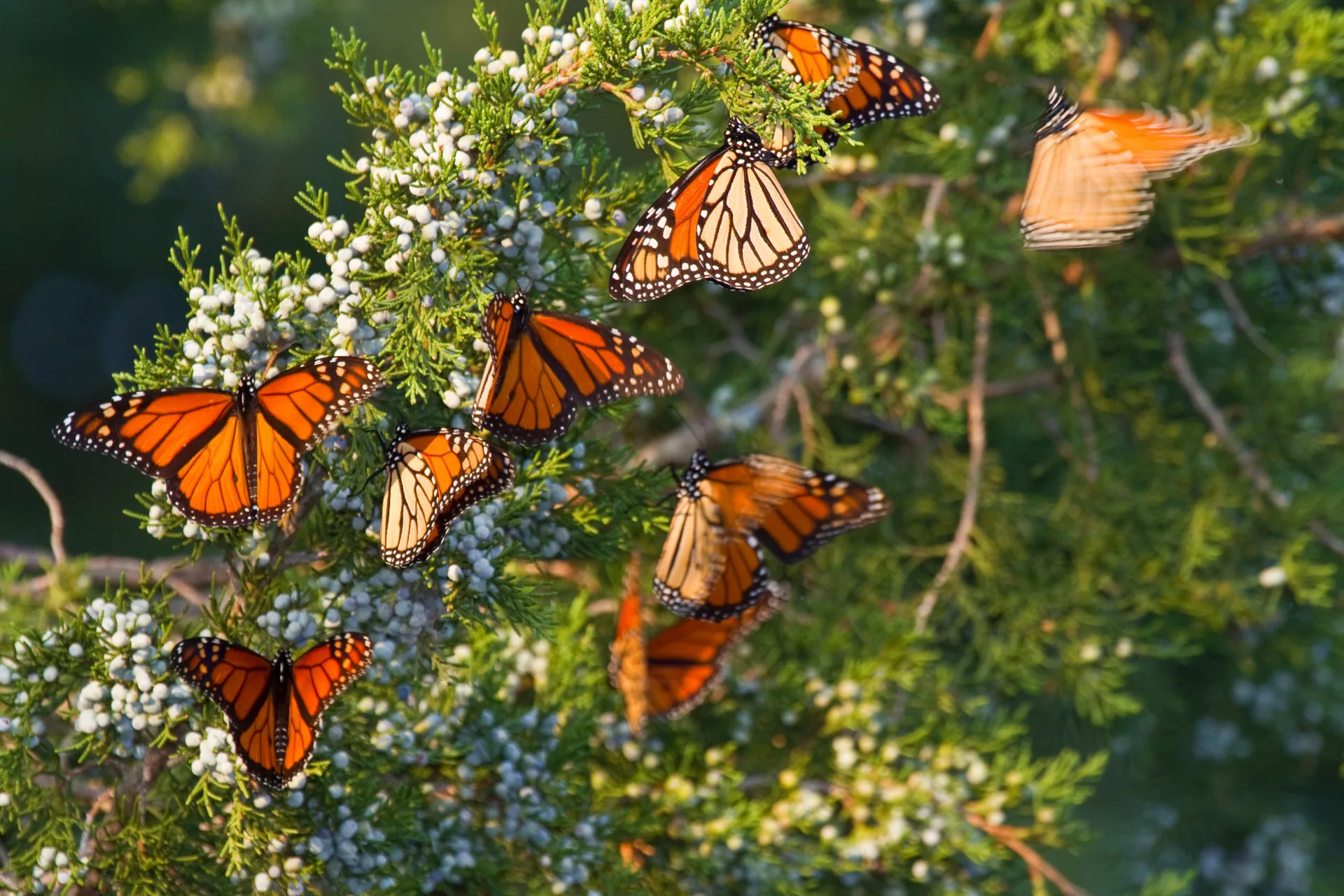 Monarch butterflies roosting in Eastern Red Cedar tree, Illinois, USA