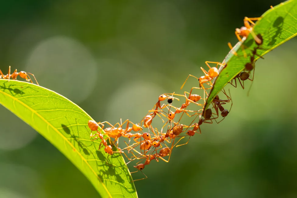 Action of ants carrying food